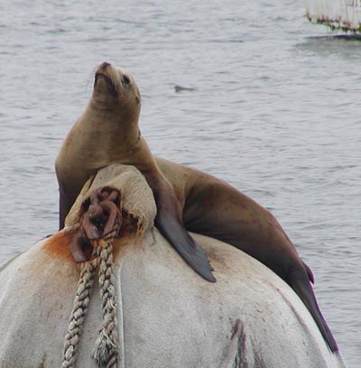[sea lion]