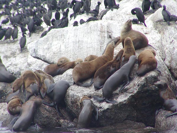 [sea lions, cormorants]