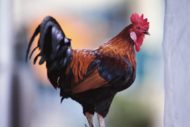 19284.jpg (19554 bytes)