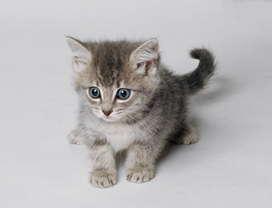 8232.jpg (13686 bytes)