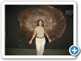 Tennesse Aquarium - Turtle shell
