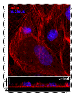 z series endothelial cells.jpg
