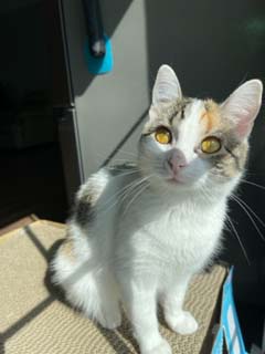 The Cutest Cat That Ever Lived