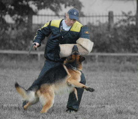 german shepherd protection training near me