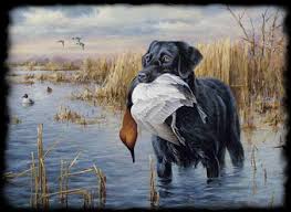 Duck Hunting